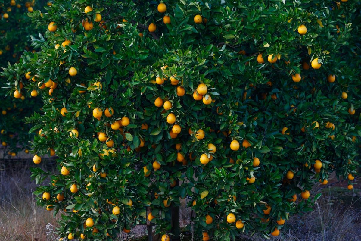 World’s No. 2 Citrus Exporter Challenges EU on Restrictions